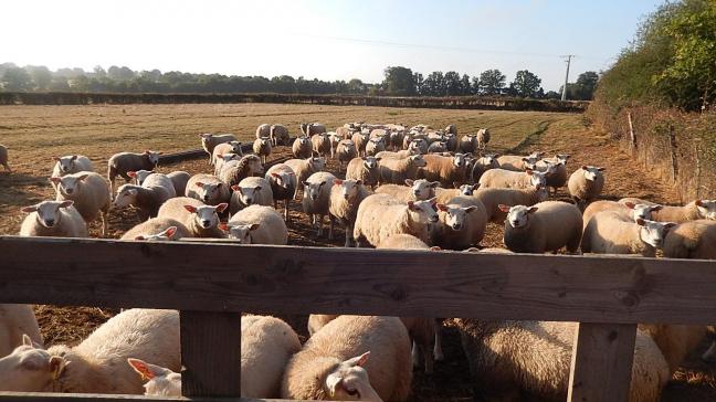 Op de studiedag ‘Grand Angle Ovin’ werd een project voorgesteld gericht op eigen eiwitproductie op de schapenbedrijven.