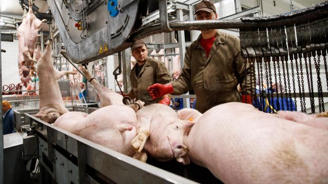 Debra-Meat in Tielt wil de slachtcapaciteit verhogen van 1,5 naar 2,4 miljoen varkens per jaar. Animal Rights en GAIA roepen bezwaar in tegen de verleende omgevingsvergunning.
