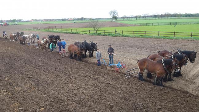 Het Aangespannen Trekpaard wil het Belgisch Trekpaard in stand houden door het gebruik ervan te stimuleren.