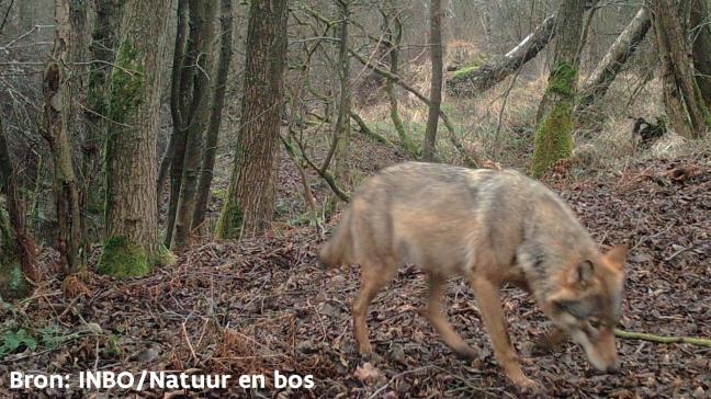 Afgelopen weekend zijn 4 nieuwe welpen van wolvin Noëlla gesignaleerd, zo melden het Instituut voor Natuur- en Bosonderzoek (INBO) en het Agentschap Natuur en Bos (ANB).