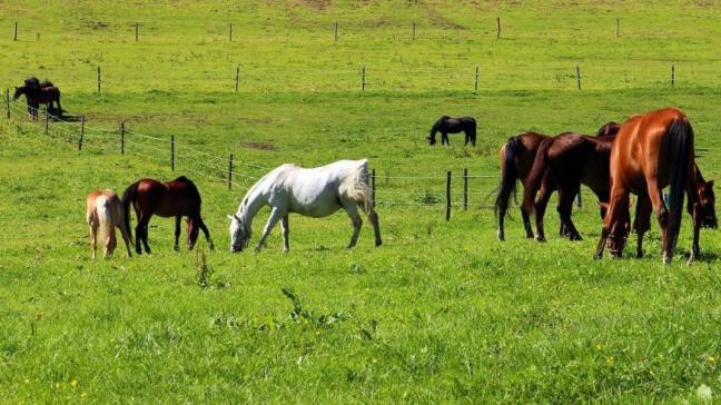De nieuwe Europese diergezondheidswet voorziet de verplichte registratie van plaatsen waar paarden worden gehouden.