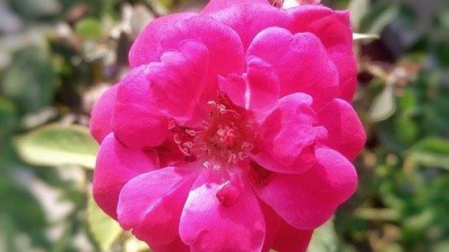De Gallische roos is een compact groeiende roos die een hoogte bereikt van 30 tot 100 cm en die zich, zoals heel wat botanische rozen, uitbreidt door worteluitlopers te vormen.