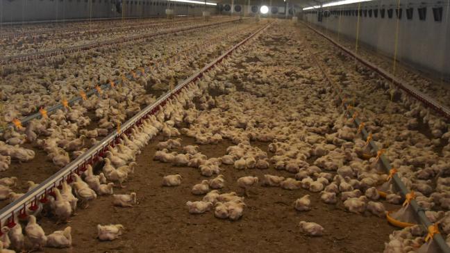 Het departement Omgeving heeft de emissiefactor voor vleeskippen aangepast van 0,33 naar 0,59 OU/dier/s.