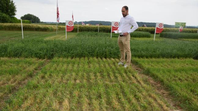 Belpre Sec past perfect in de strategie van het werken naar een klimaatrobuuste landbouw, want het is aangepast aan droogte en hittestress.