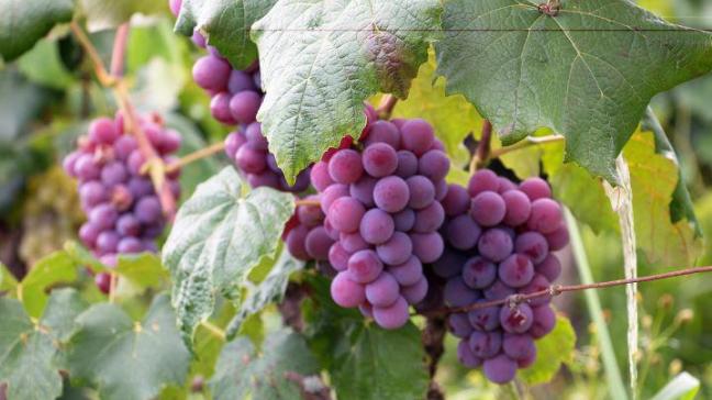 Met EMRWine willen de partners niet alleen aan vorming rond wijnbouw doen, maar ook nieuwe rassen testen en biodynamische landbouw’ introduceren.