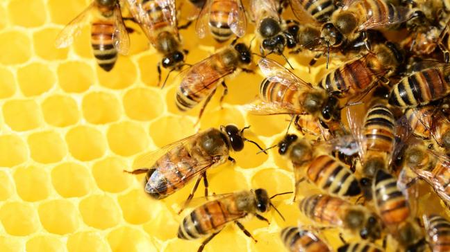 Het Vlaamse Bijenteeltprogramma ondersteunt de Vlaamse imkerij terwijl de problematiek van vervalste honing voornamelijk bij commerciële importhoning ligt.