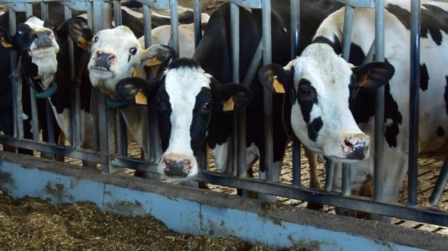 Volgens EMB zijn de kosten in de melkproductiesector nu al niet gedekt.