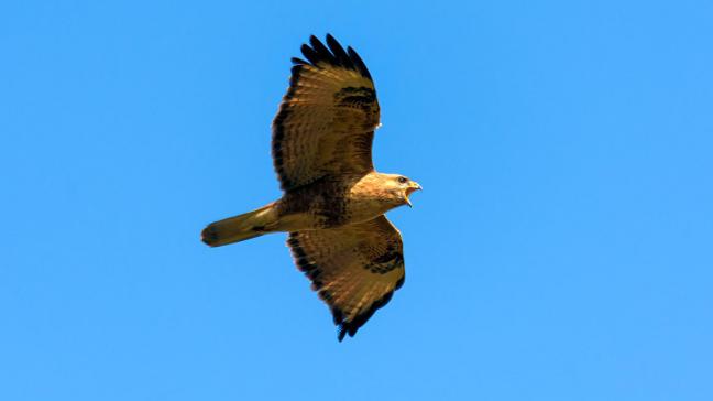 Samen met 56 landbouwers werd in totaal 326 ha kiekendiefvriendelijke maatregelen aangelegd.