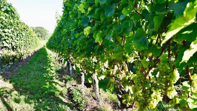 Negen wijnbouwers in het Heuvelland slaan de handen in elkaar en ondertekenden een charter Duurzame Wijnbouw.