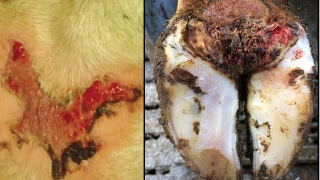 Een macroscopische vergelijking van ulceratieve mammaire dermatitis (links) en de ziekte van Mortellaro. Beide aandoeningen worden gekenmerkt door de karakteristieke exsudatieve, pijnlijke open letsels.