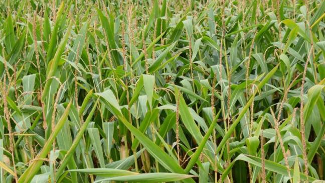 De Braziliaanse maïsproductieprognoses zijn gedaald doordat de opbrengstverwachtingen negatief worden beïnvloed door de aanhoudende droogte.