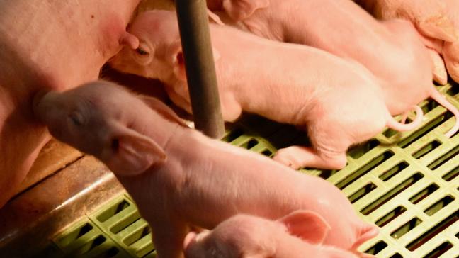ABS-varkenshouders voelen zich de klos:  Afnemers van onze varkens maken hoge winsten, onze boeren zijn kapot. Zowel financieel als mentaal.