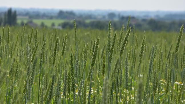 Facturen van de diverse teelthandelingen moeten ook op naam staan van de landbouwer die de hoofdteelt verbouwt.