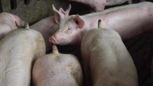 Eind 2020 werd België er officieel vrij van verklaard, waardoor de beperkingen op de uitvoer van Waals en Vlaams varkensvlees volledig wegvielen. Toch zijn er nog heel wat landen die Belgisch varkensvlees weigeren in te voeren.