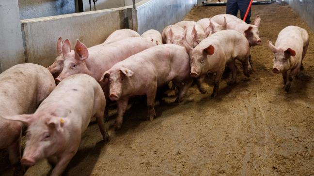 De EU-uitvoer van varkensvlees, onder meer naar China, is in waarde toegenomen.