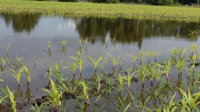 Boerenbond vreest voor oogstverlies, maar bij plantages die langere tijd onder water stonden kunnen ook de fruitbomen verloren gaan.