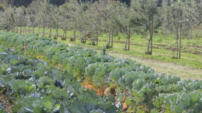 Nieuwe inschrijvingen voor aanplantsubsidie van boslandbouwsystemen zijn vanaf nu mogelijk.