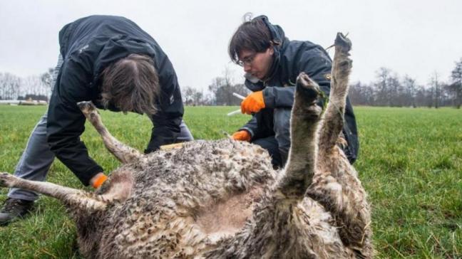 Kuddebeschermingshonden zijn de belangrijkste preventiemaatregel tegen aanvallen door wolven.