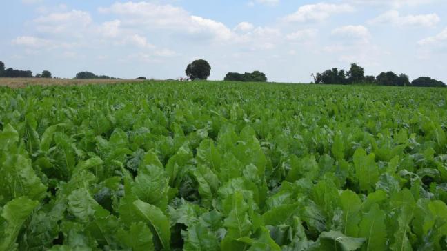 Cercospora rukt op in bietenvelden.