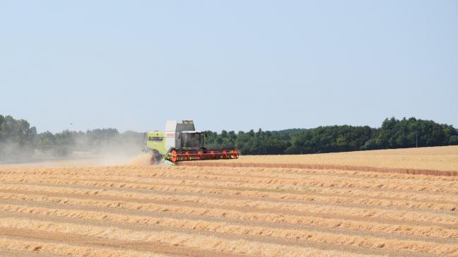 Het lagere areaal wintergranen had een grote productiedaling tot gevolg.