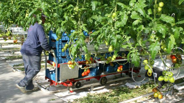 Een tomatenbedrijf in Hoogstraten krijgt dan toch geen vergunning.