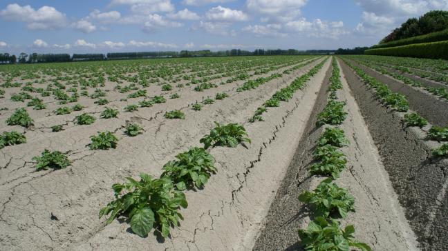 De onderzoekers gingen aan de slag met het ‘Bintje’, een populair aardappelras dat zeer gevoelig is voor de plaag.