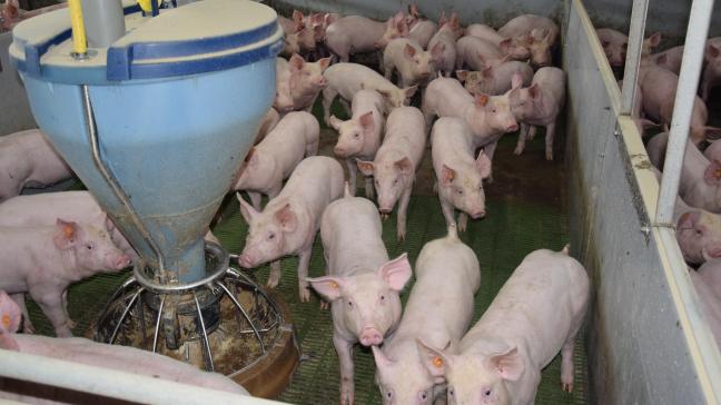 Het huidige PRRS-programma spitst zich volledig toe op PRRSV en heeft als doel PRRS onder controle te krijgen in de Belgische varkenshouderij.