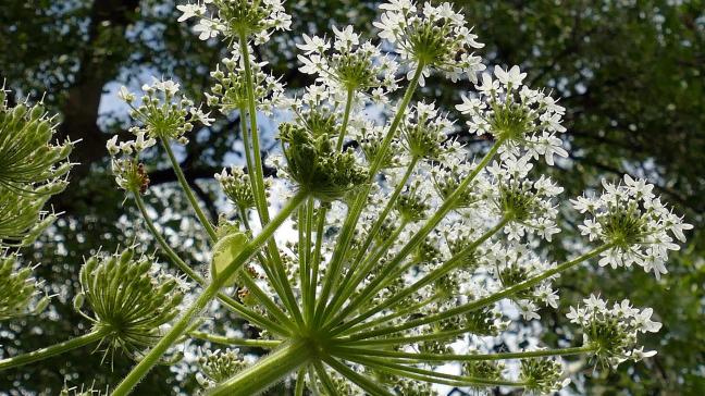 De aandacht gaat onder meer naar berenklauw, een plant die oprukt ten koste van inheemse plantensoorten en bij contact met de huid ernstige brandwonden kan veroorzaken.