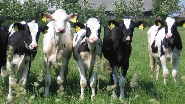 Ook melkveehouders in Nederland zorgen goed voor hun koeien en kalveren, ze vormen het voornaamste kapitaal van de melkveehouder.