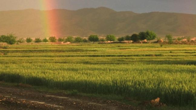 De rurale gemeenschappen in Afghanistan worden momenteel zwaar getroffen, stelt de Voedsel- en Landbouworganisatie van de VN (FAO). Oorzaak is niet alleen de droogte.