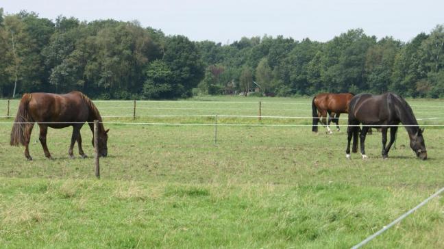 De raszuivere voortplanting van paarden wordt uitgevoerd in voortplantingscentra die erkend zijn door de Vlaamse overheid.