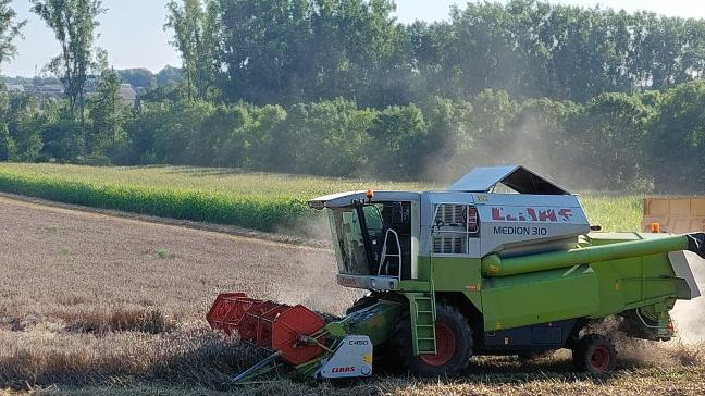 Op heel wat plaatsen in ons land werd eind augustus en zelfs begin september nog wintertarwe geoogst.