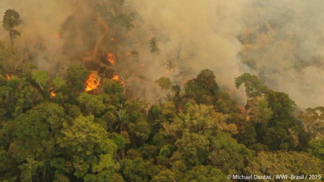 Als we het Amazonewoud verliezen, raken we een van de grootste opslagplaatsen van CO2 ter wereld kwijt, waarschuwt Dirk Ember van WWF.