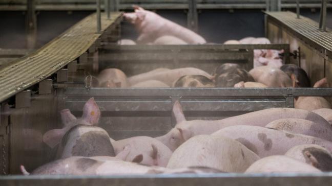 De nationale varkensvereniging vreest zelfs dat boeren genoodzaakt zullen zijn om het vlees te vernietigen.