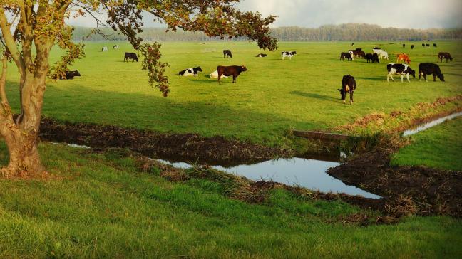 De plannen om eventueel boeren in Nederland uit te kopen, zorgt voor heel wat onrust.