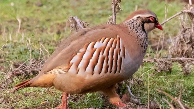 Dit jachtseizoen kregen 37 wildbeheereenheden de toelating om te jagen op patrijs, wat een lager aantal is.