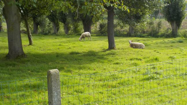 De schapen hebben voldoende gras nodig, een goede afsluiting en bomen als beschutting.