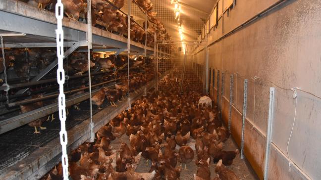 Europa stuurt erop aan om vanaf 2027 de kooihuisvesting van landbouwdieren te verbieden.