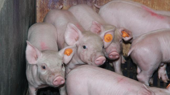 De varkenssector heeft al belangrijke stappen gezet in de goede richting en tal van obstakels overwonnen, maar het kan nog beter.