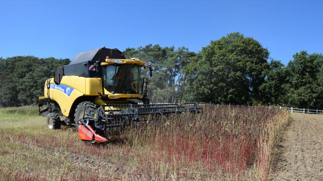 Carrefour breidt haar assortiment uit met een in West-Vlaaderen geteelde quinoa.