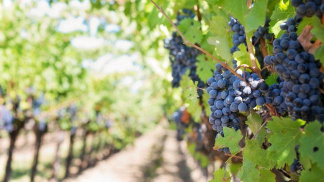 In Limburg is begonnen met het oogsten van de eerste wijndruiven.