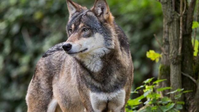 De SALV stelt vast dat het draagvlak bij veehouders in risicogebied voor de wolf afneemt.