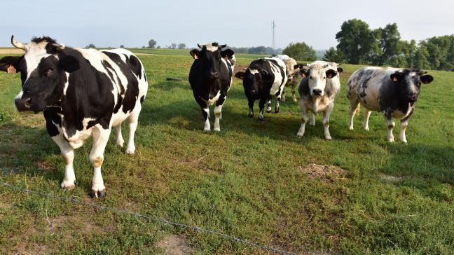 De grondslag werd gelegd voor een overeenkomst om Belgisch witblauw naar Indonesië uit te voeren