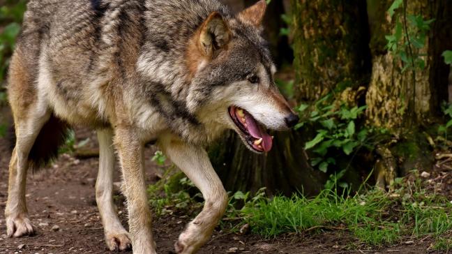 ‘Een kleine roedel dieren hypothekeertde vrijheid van verschillende honderdduizenden grazers, hun eigenaars, en de passant.’