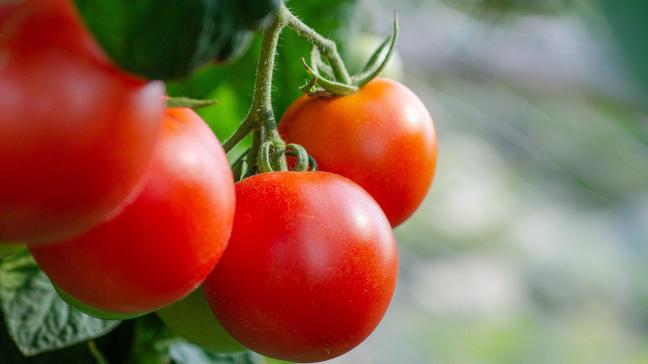 Telers moeten binnenkort gaan planten voor het volgende seizoen, en houden daarbij ook rekening met hun energiefactuur.