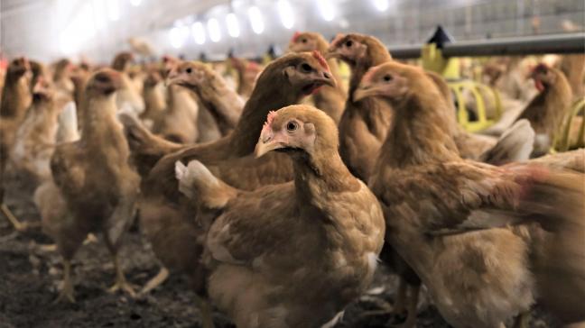 De beslissing kadert in het programma Beter voor Kip, Natuur & Boer, waarmee Albert Heijn België het Better Chicken Commitment (BBC) onderschrijft.