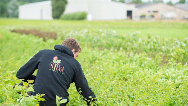 Boomkwekerij Sylva wint Leeuw van de Export 2021