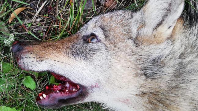 Dit jaar werden al 11 wolven zonder jachtvergunning omgebracht in Duitsland.