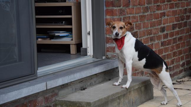 Bij de huisdieren krijgen honden het vaakst antibiotica toegediend.