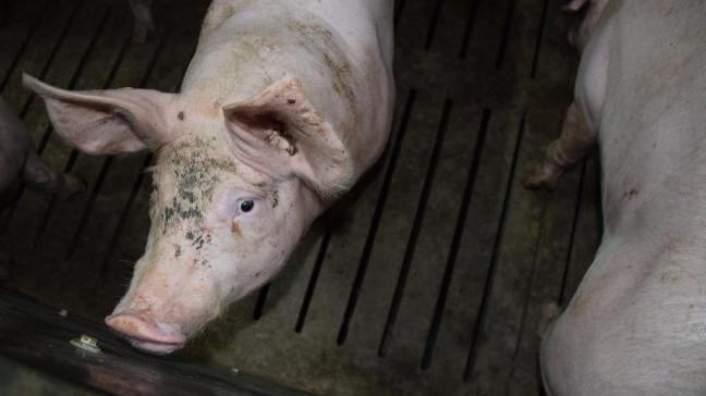 Open Vld pleit voor financiële steun aan de varkenshouders.